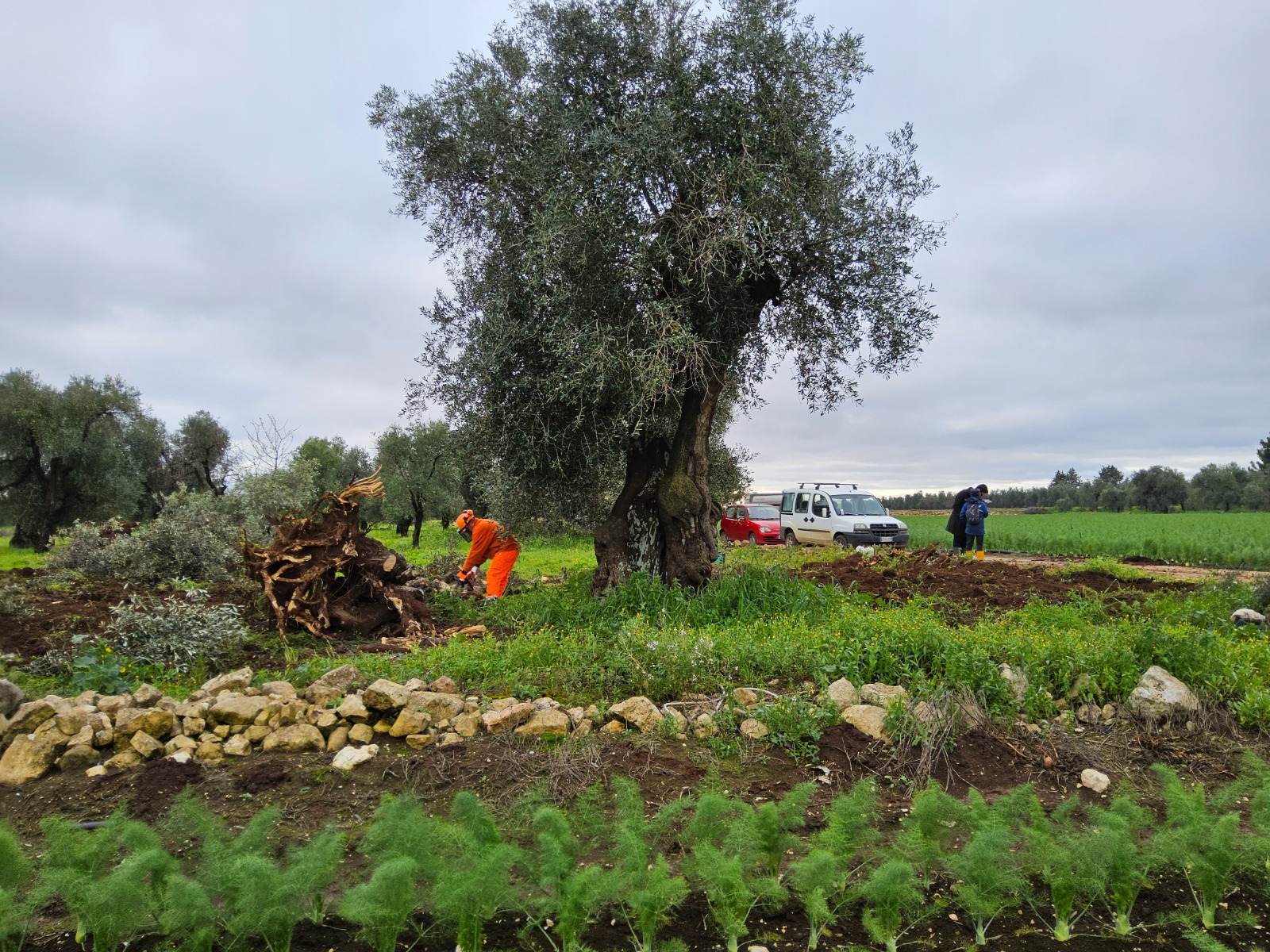 Galleria Xylella fastidiosa: completato l’espianto dell’ulivo infetto in agro di Bitonto - Diapositiva 6 di 6