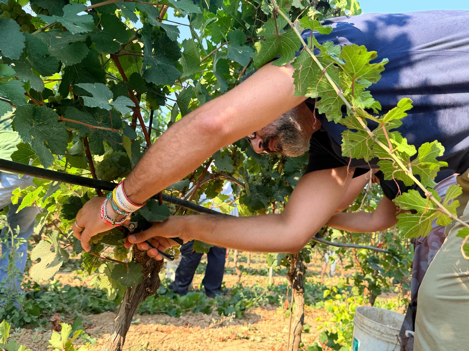 Galleria Vendemmia 2026, Paolicelli a Leverano per il primo taglio dell'uva - Diapositiva 2 di 3