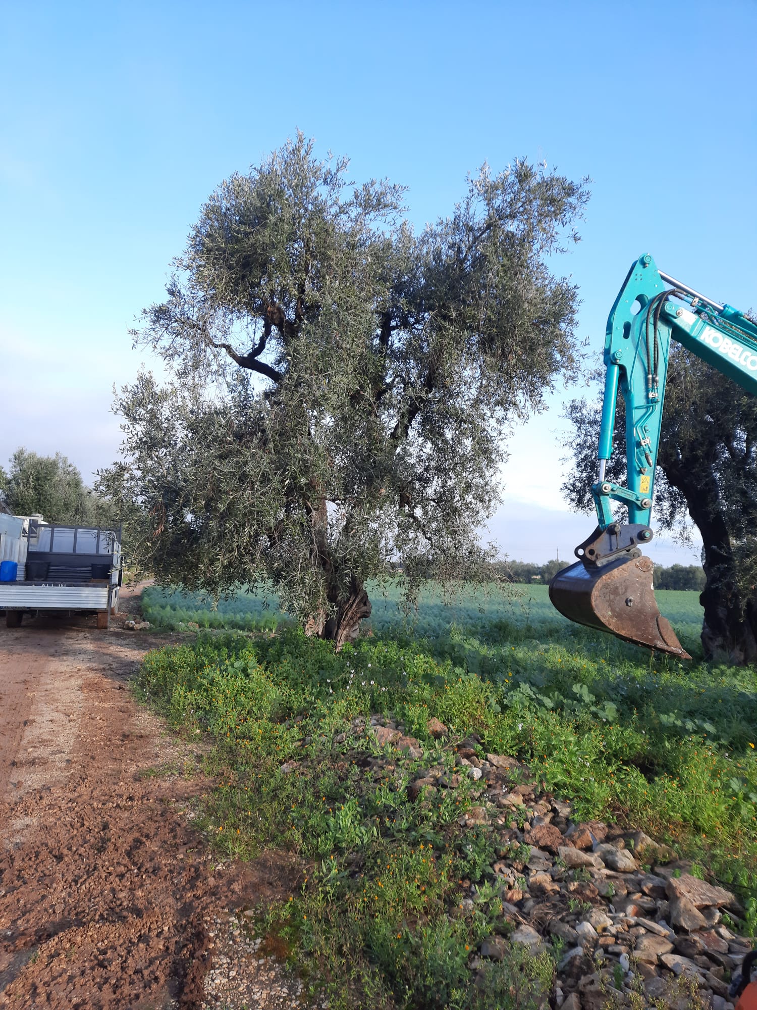 Galleria Xylella fastidiosa: completato l’espianto dell’ulivo infetto in agro di Bitonto - Diapositiva 3 di 6